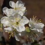 Kersenboom 'Victoria' hoogstam (zelfbestuivend) bloesem